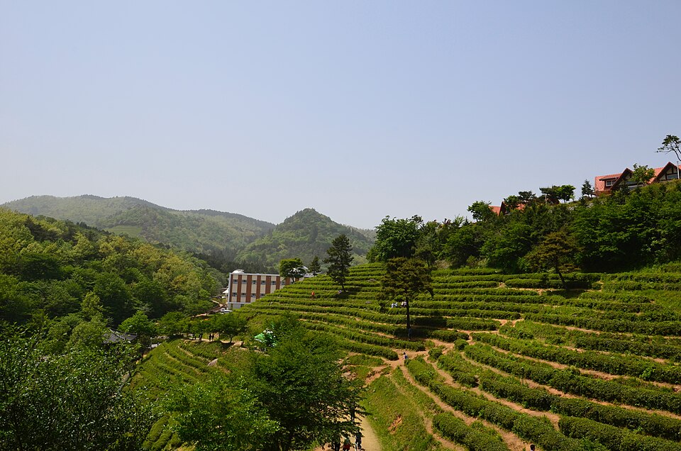 Boseong Green Tea Fields Visit Guide: How to Get There, Daehan Dawon Tickets, the Tea Museum, Yulpo’s Green-Tea Bath & the Story of Korean Tea