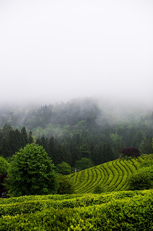 Boseong green tea fields in morning mist